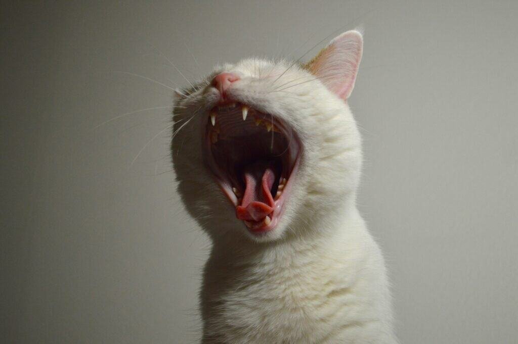Como acabar com mau hálito de gato - guia completo